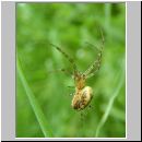 Metellina sp - Herbstspinne 02d.jpg